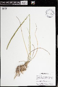 Triglochin maritima image