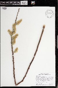 Salix discolor image