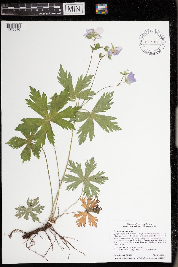 Geranium image