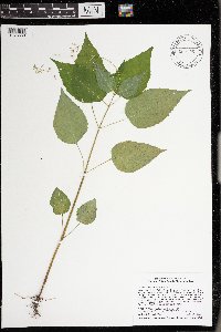 Circaea canadensis image