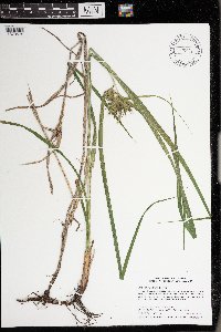 Carex lupulina image