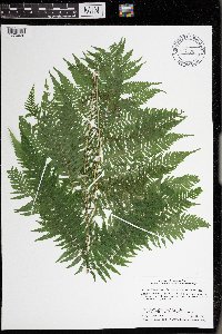 Athyrium filix-femina var. angustum image