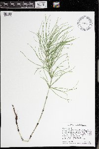 Equisetum arvense image