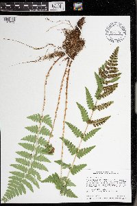 Dryopteris cristata image