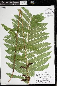 Osmunda claytoniana image