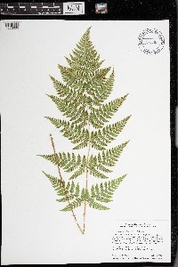 Dryopteris carthusiana image