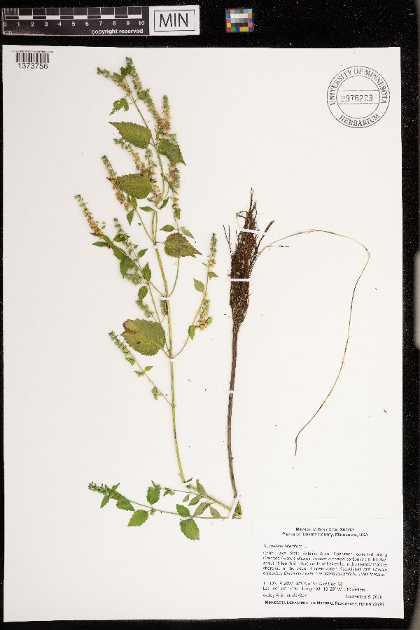 Scutellaria image