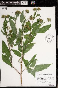 Bidens vulgata image