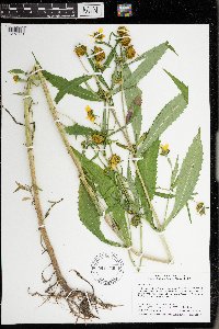 Bidens cernua image