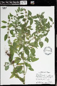 Mentha arvensis image