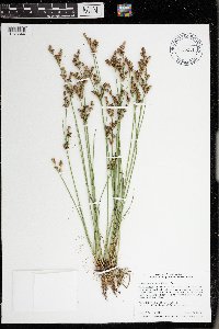 Juncus brevicaudatus image