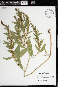 Rumex fueginus image