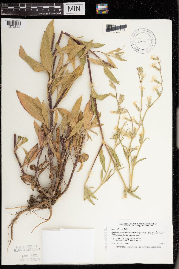 Silene dichotoma subsp. dichotoma image