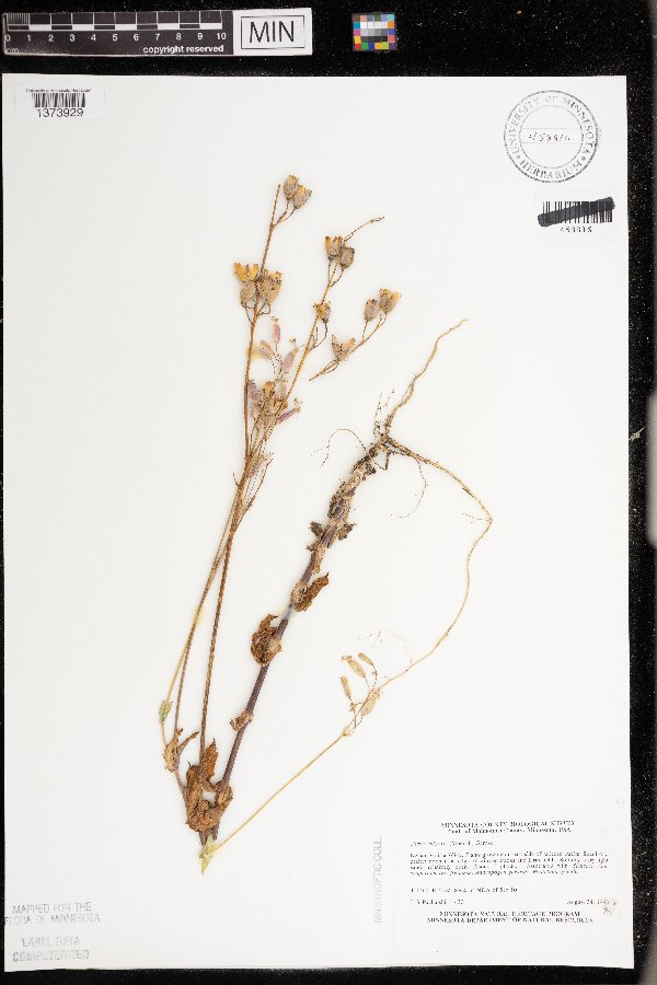 Silene vulgaris image