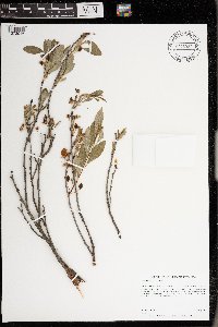 Prunus pumila var. pumila image
