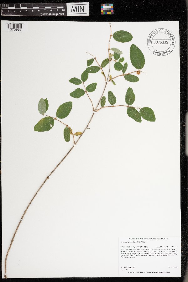 Symphoricarpos albus image