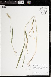 Elymus villosus image