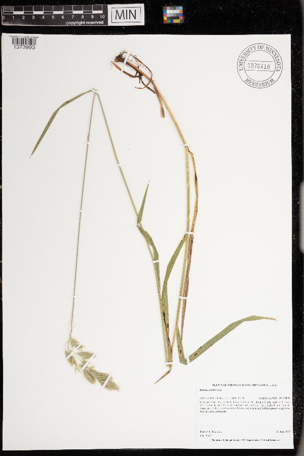 Bromus kalmii image