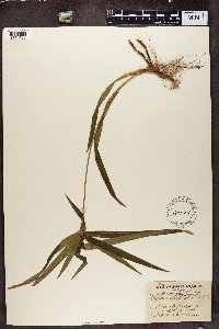 Cyperus albostriatus image