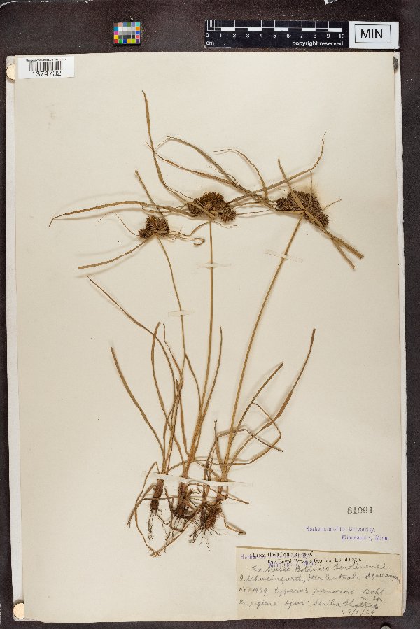 Cyperus paniceus image