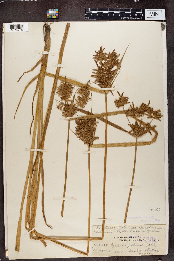 Cyperus pilosus image