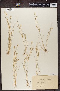 Juncus bufonius image