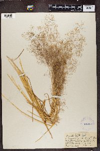 Image of Agrostis reuteri