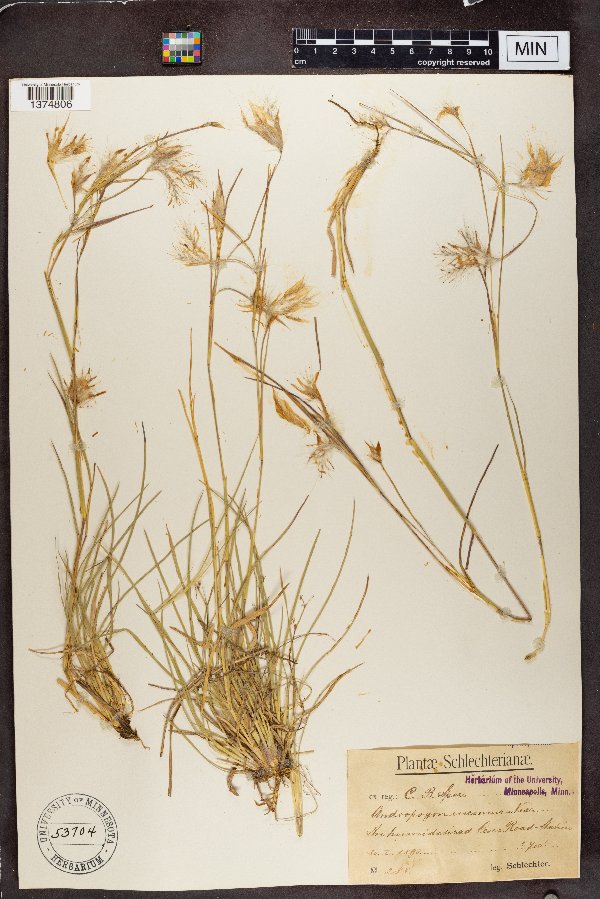 Andropogon eucomus image