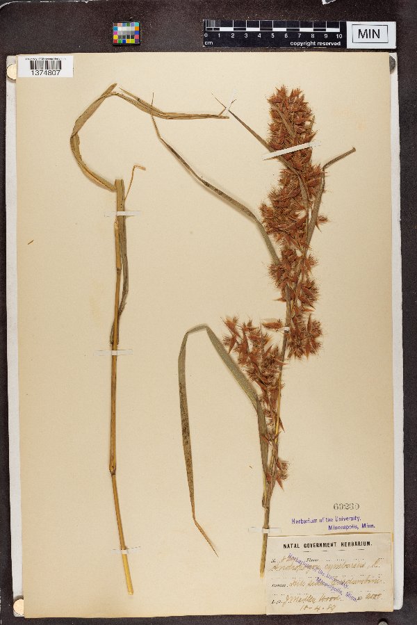 Hyparrhenia cymbaria image