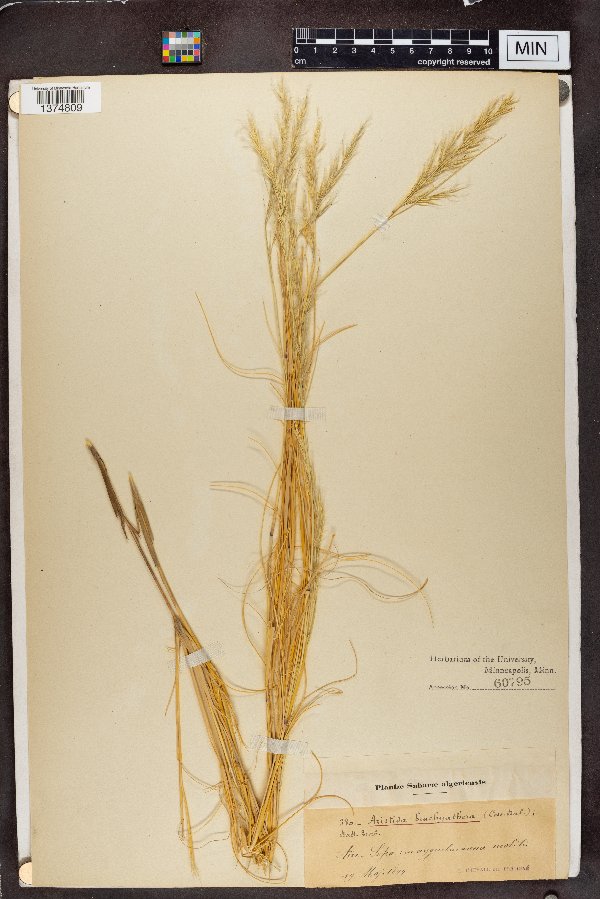 Stipagrostis brachyathera image