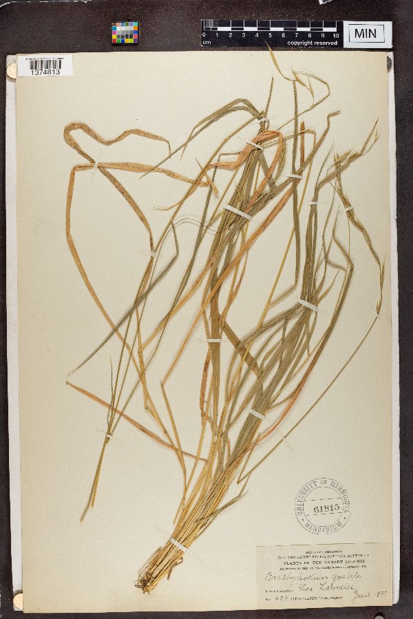 Brachypodium gracile image