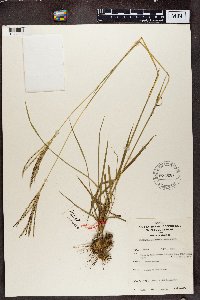 Image of Digitaria velutina