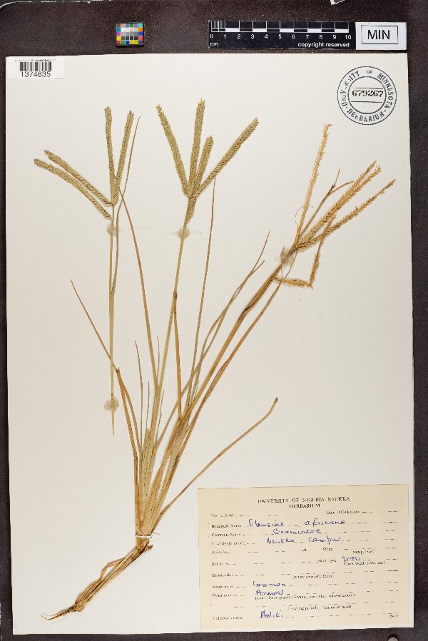 Eleusine africana image