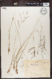 Eragrostis squamata image