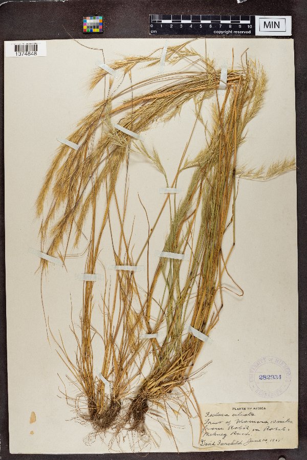 Vulpia ciliata image