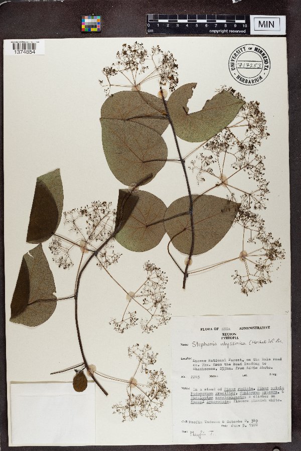 Stephania abyssinica image