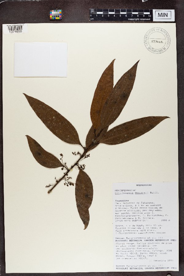 Strychnopsis thouarsii image