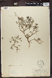 Image of Fumaria parviflora