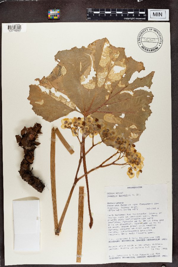 Begonia goudotii image