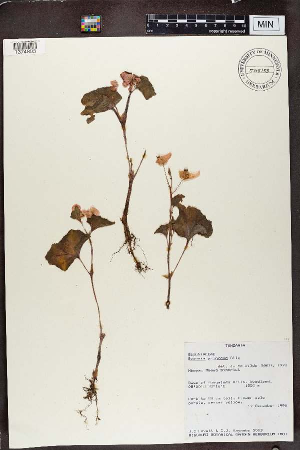 Begonia princeae image