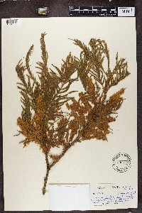 Image of Acacia caffra