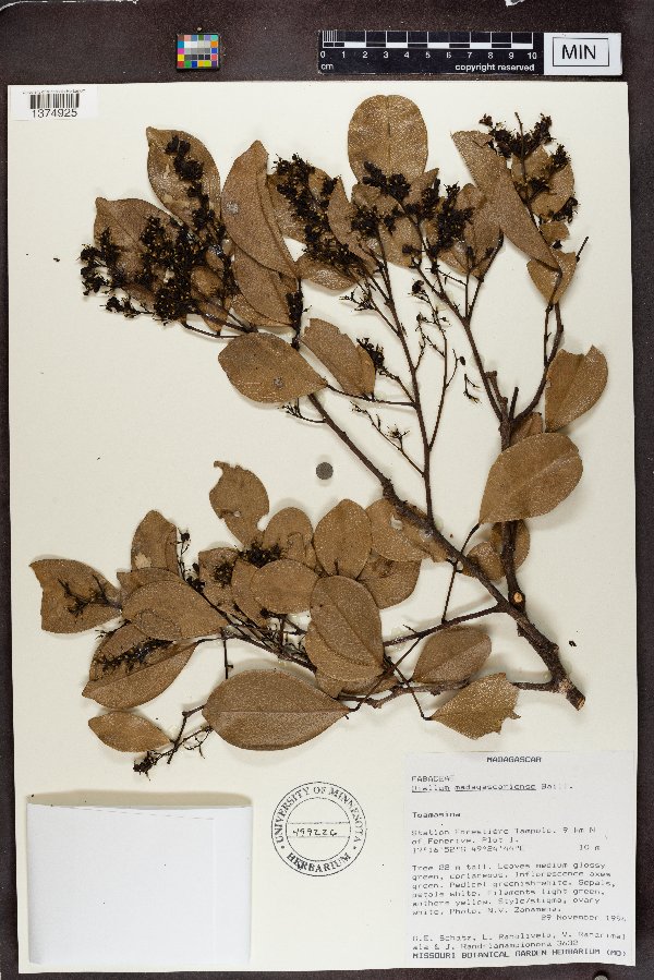 Dialium madagascariense image