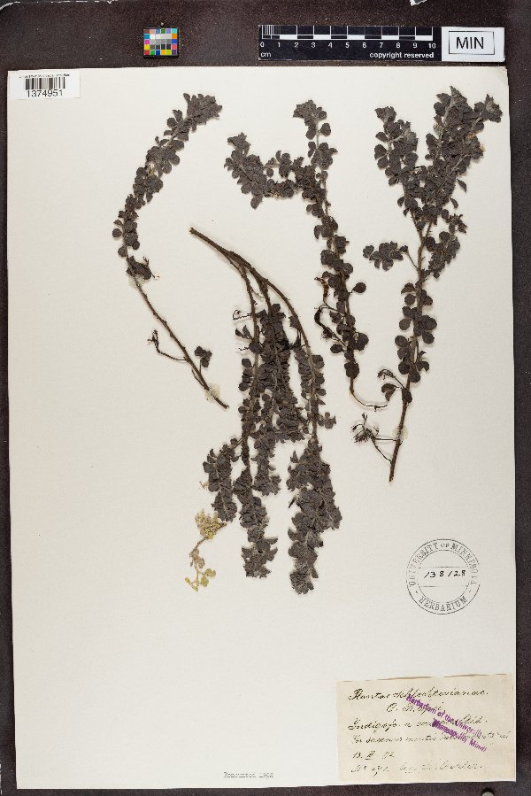 Indigofera mauritanica image