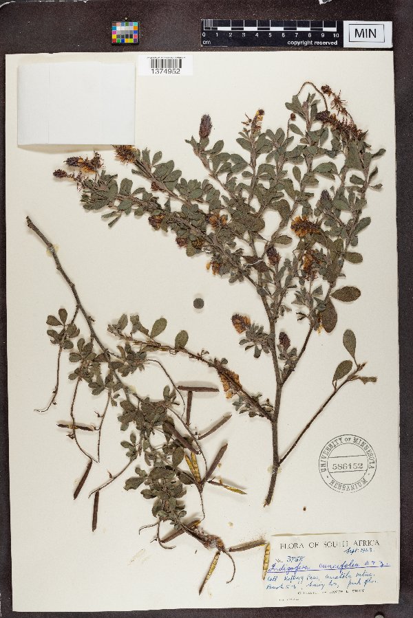 Indigofera cuneifolia image