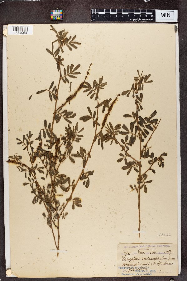 Indigofera endecaphylla image