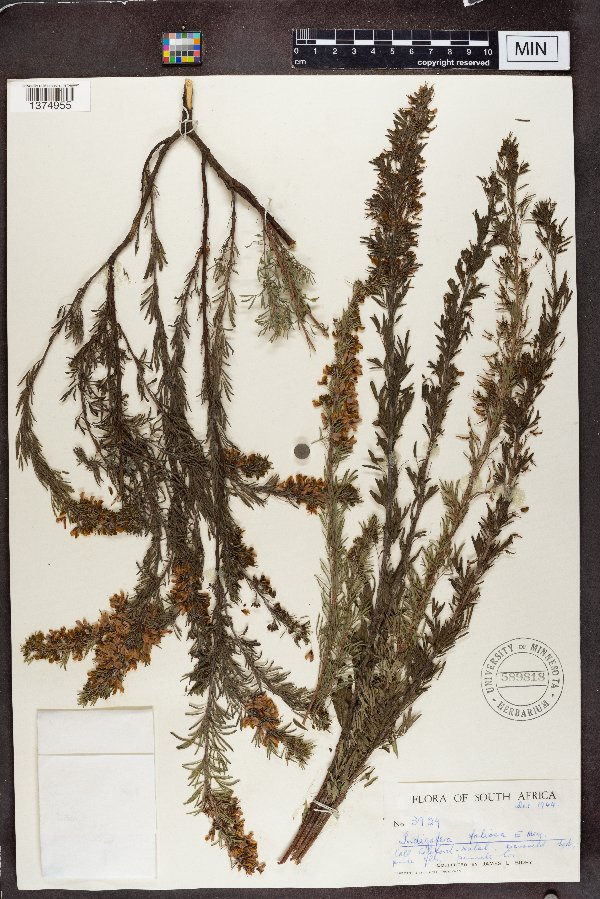 Indigofera foliosa image