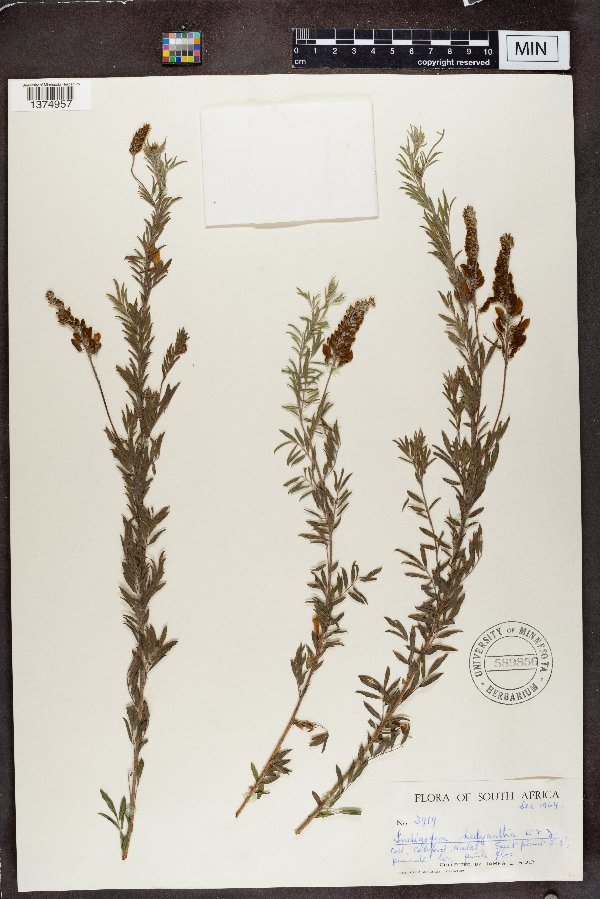 Indigofera hedyantha image