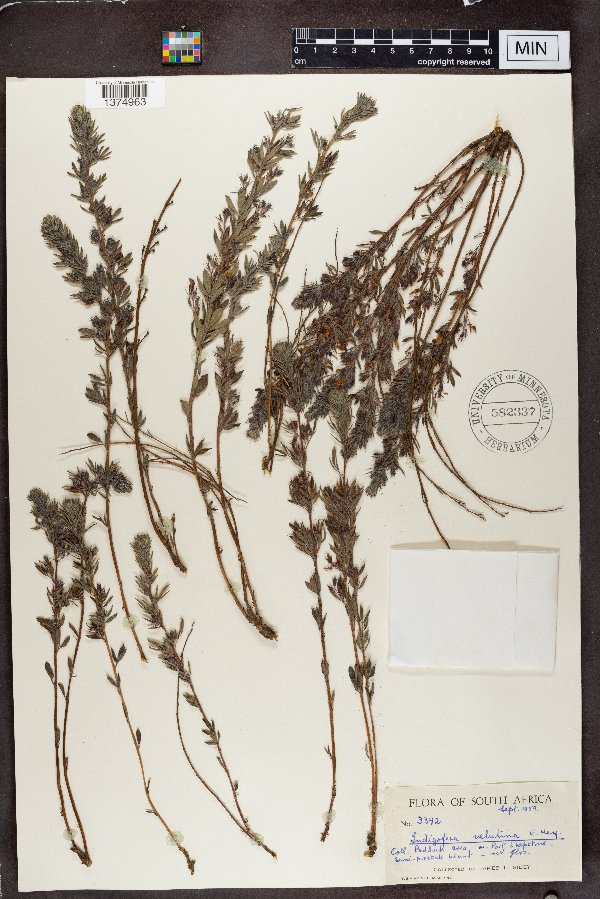 Indigofera velutina image