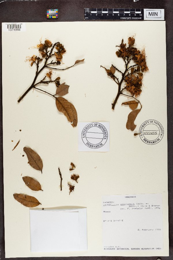 Isoberlinia angolensis image