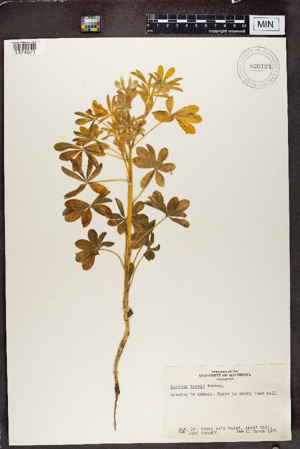 Lupinus albus subsp. albus image